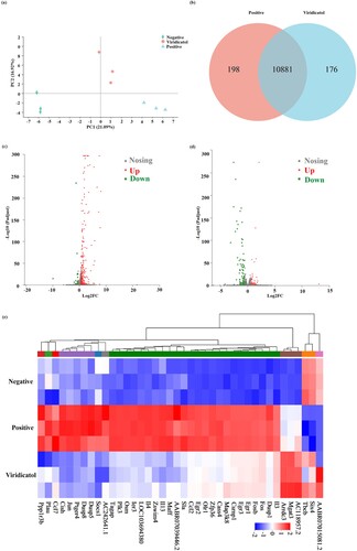 Figure 2. Transcriptomic analysis revealed the effects of viridicatol on activated RBL-2H3. (a) The PCA analysis of negative, positive, and viridicatol groups. (b) Venn diagram of shared referenced genes between viridicatol and positive groups. (c) Volcano plot of DEGs between negative and positive groups. (d) Volcano plot of DEGs between viridicatol and positive groups. X-axis represented the fold change of expression of DEGs, and Y-axis represented statistical signiﬁcance of fold change. Each point represented a DEG. Red dots represented signiﬁcantly up-regulated DEGs, green dots represented signiﬁcantly down-regulated genes, and grey dots represented insigniﬁcantly DEGs. (e) Cluster heatmap of DEGs. Rows and columns represent genes and samples. The legend represents Log2FC of gene abundance. The red and blue columns indicate high and low expression of DEGs, respectively.