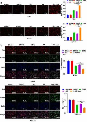 Figure 2. 2-ME combined with AA promotes apoptosis by increasing ROS content and decreasing MMP. K562 and KCL22 cells were treated with 2-ME and AA. (a) Content of ROS. (b) Change of MMP. Cell experiment was conducted 3 times independently. Data were described as mean ± standard deviation and analyzed using one-way ANOVA, followed by Tukey’s multiple comparison test, **p < 0.01.