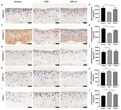 Figure 3. Immunohistochemical staining for aggrecan, collagen-II, ADAMTS-4, MMP-13 and leptin in cartilage. (a, c, e, g, i) the intervention of simvastatin promotes aggrecan, collagen-II expression and inhibits MMP-13, leptin expression in the cartilage of mice with a HFD. (b, d, f, h, j) the quantified protein levels of aggrecan, collagen-II, ADAMTS-4, MMP-13 and leptin in cartilage. Data are expressed as mean ± standard deviation. Bar = 20 μm. *P < .05; **P < .01; ***P < .001.