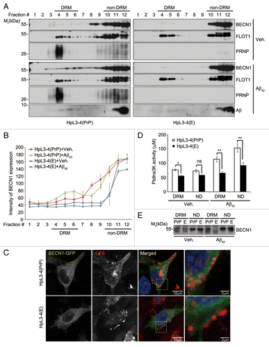 Figure 4. Enhanced localization of BECN1 in lipid rafts by Aβ42 in the presence of PRNP. (A) HpL3-4(PrP) and HpL3-4(E) cells were left untreated (Veh.) or incubated with 0.5 μM Aβ42 for 12 h. Cell homogenates were subjected to sucrose gradient ultracentrifugation. Equal volumes of the fractions were subjected to western blot analysis using the indicated antibodies. (B) The intensity of BECN1 on the western blot images in (A) was quantified (mean values ± S.E., n = 3). (C) HpL3-4(PrP) and HpL3-4(E) cells were transfected with BECN1-GFP (green) for 24 h. After incubation with Alexa Fluor-594-conjugated cholera toxin subunit B (red) for 15 min at 4 °C, the cells were further incubated for 30 min at 37 °C for uptake. Cell nuclei were stained with Hoechst dye (blue) and observed under a confocal microscope. (D and E) HpL3-4(PrP) and HpL3-4(E) cells were left untreated or incubated with 0.5 μM Aβ42 for 12 h, and cell extracts were subjected to sucrose gradient ultracentrifugation as in (A). DRM fractions (fractions #4 to 6) and non-DRM fractions (fractions #11 to 12) were then pooled and subjected to an immunoprecipitation assay using an anti-BECN1 antibody. The immunoprecipitates were assayed for PtdIns3K activity and bars represent mean values ± S.E. (n = 3) (D) or proved with western blotting using anti-BECN1 antibody (E).