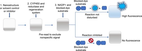Figure 1 A schematic representation of Baculosomes®-based enzymatic test for CYP catalytic activity measurements.Notes: The enzymatic reaction is initiated by the addition of a mix of NADP+ and the proper substrate. During the reaction, the dye (blue circle) is being released from the substrate (blue rectangle), forming fluorescent product. Details in the main text of the “Materials and methods” section.