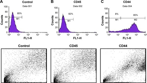 Figure 2 Flow cytometeric analysis of expression of cell surface markers in bone marrow-derived mesenchymal stem cells (BM-MSCs).