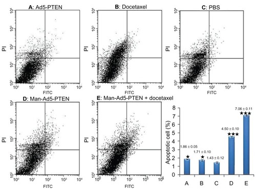 Figure 5 Flow cytometry analysis of cell apoptosis in murine hepatoma H22 cells obtained from tumor-bearing mice. The different groups of mice were treated with Ad5-PTEN, docetaxel, phosphate-buffered solution, Man-Ad5-PTEN, and Man-Ad5-PTEN-docetaxel, respectively. The single cell solution was prepared as described in the Materials and methods section and then stained with Annexin V and propidium iodide. The samples were analyzed by FACSCalibur within one hour. The percent of apoptotic cells was compared between the phosphate-buffered solution group (C) and Ad5-PTEN (A), docetaxel (B), Man-Ad5-PTEN (D), and Man-Ad5-PTEN-docetaxel (E).Notes: The significance of the differences was evaluated using the Student’s t-test (*P < 0.05; ***P < 0.001). Data are expressed as the mean ± standard deviation (n = 3) in each group.Abbreviations: FITC, fluorescein isothiocyanate; Man, mannan; Ad5, recombinant adenovirus using the PTEN gene; PTEN, phosphatase and tensin homolog deleted on chromosome ten.