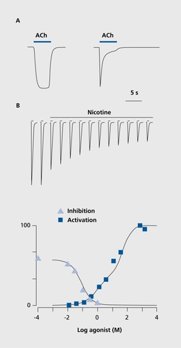 Figure 2. A. Schematic representation of typical acetylcholine (ACh) evoked currents recorded in cells expressing the α4β2 (left trace) or α7 (right trace) receptors. B. Upper panel. Typical protocol used to determine the inhibition caused by a sustained nicotine exposure. The cell is challenged at periodic time intervals with a brief test pulse of agonist at low concentration. Having established that the cell response is stable, a sustained concentration of nicotine concentration comparable to that found in the smoker's brain is applied to the bath. Note the progressive decline of the responses that stabilizes after about half an hour. Lower panel. Plot of the fraction of response as a function of the logarithm of the nicotine concentration yields a typical inhibition dose-response curve that can be compared to the activation profile.