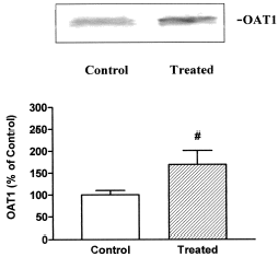 Figure 5. A: Basolateral membranes (50 ug) from kidneys of control and treated rats were separated on SDS-PAGE. OAT1 was identified using polyclonal antibodies as described in Methods. B: densitometric quantitation of OAT1. Control levels were set at 100%. Each column represents mean ± SEM from experiments carried out in triplicate on 3 different vesicle preparations for each experimental groups. (#) p<0.05.