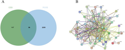 Figure 5. Active compound of CDD target PCOS and PPI network analysis. A: Venn diagram of drug-disease targets. B: The PPI analysis of 56 overlapping targets of CDD and PCOS.