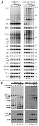 Figure 4 Nop19p depletion leads to a defect in A0, A1 and A2 cleavages. (A) WT BY4741 and Gal::3HA::NOP19 strains were shifted from a galactose to a glucose medium. Samples were collected before and at different times after the nutritional shift. Total RNAs were extracted from these cell samples, and the accumulation of the different pre-rRNAs, rRNAs and sn(o)RNAs was analyzed by northern-blot. (B) Pulse-chase labeling of RNAs. WT BY4741 and Gal::3HA::NOP19 cells were grown in galactose containing medium and were next shifted in glucose for 3 h. Cells were then pulse labeled with [8-3H] adenine for 2 min. Samples were collected 0, 1, 2, 5, 10, 20 and 30 min after addition of an excess of cold adenine. Total RNAs were extracted from these samples, separated by gel electrophoresis and transferred to a nylon membrane.