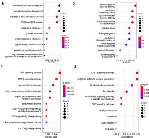 Figure 5. The gene functional enrichment analysis of two clinically important modules. (a). GO enrichment in the green module; (b). GO enrichment in the yellow module; (c). KEGG enrichment in the green module; (d). KEGG enrichment in the yellow module