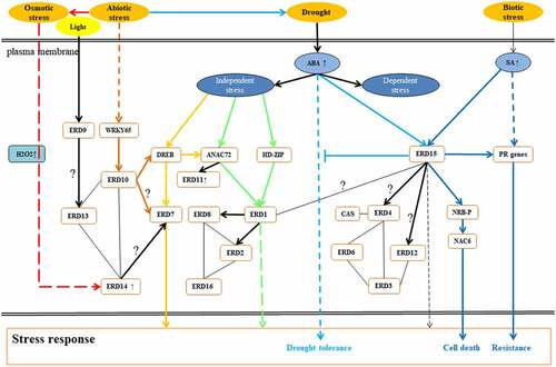 Figure 3. The expression pathway pattern of AtERD genes. The Lines represent interactions between proteins, and the arrows represent downstream regulation. The solid line represents direct action and the dotted line represents indirect action. The question mark indicates that it is not clear whether it has a direct effect on the way. Abbreviations used for genes: DREB, dehydration-responsive element binding protein; RD29A, responsive to desiccation 29A; HD-ZIP, homeodomain leucine zipper; ANAC72, Arabidopsis NAC domain containing protein 72; PR genes, suppressor of auxin resistance 1; CAS, calcium sensing receptor; WRKY65, WRKY DNA-binding protein 65.