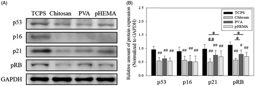 Figure 3. Senescence-related protein expression of fibroblasts on biomaterials. (A) Western blot results of p53, p16, p21, and pRB expressions in cells. (B) The relative amount of p53, p16, p21, and pRB protein expressions in cells (n > 3). #p < .05 and ##p < .01 mean these groups were compared to the TCPS groups. *p < .05, **p < .01.