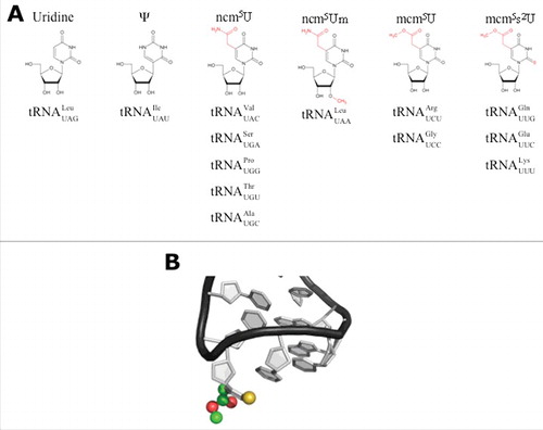 Figure 1. Modifications of wobble uridines (U34). (A) Uridine derivatives that can be found at the wobble position (U34) in anticodons of cytoplasmic tRNAs from eukaryotes. Modifications to uridine are indicated in red. (structures taken from ModomicsCitation21). Abbreviations: ncm5U: 5-carbamoylmethyluridine; ncm5Um: 5-carbamoylmethyl-2’-O-methyluridine; mcm5U: 5-methoxycarbonyl-methyluridine; mcm5s2U: 5-methoxycarbonylmethyl-2-thiouridine. (B) Detail of the structure of the anticodon stem loop (ASL) of human tRNAUUULys3. mcm5s2U is highlighted by spheres. Sulfur (yellow), carbon (green), oxygen (red). Note that the nucleobases are arranged in a stacking confirmation (The structure is based on PDB 1FIR).