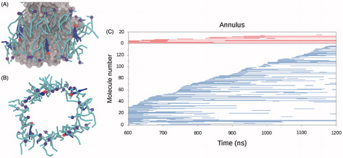 Figure 3. Membrane components interacting with SERCA. (A) and (B) Snapshots of lipid and cholesterol molecules in direct interaction with SERCA, defining an annulus around the TM part of the protein. (A) The SERCA TM domain is shown as gray surface representation. Lipids are represented as cyan sticks with the phosphate beads as purple spheres. Cholesterol molecules are shown as blue sticks with the polar head as red spheres. (B) The same snapshot as in A, but viewed along the membrane normal and omitting the protein. (C) Graph displaying protein interaction events for lipids (blue) and cholesterol (red) in the last 600 ns of one of the CG simulations. The vertical axis reflects the number of different lipid and cholesterol molecules interacting with SERCA in the analyzed time frame. The molecules are ordered according to their first encounter with SERCA. A horizontal line is made for the period where a specific molecule is interacting with SERCA, the lengths of the lines thus indicate the longevity of the interactions.