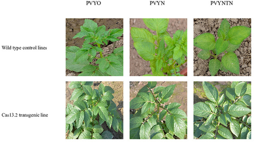 Figure 7. Patho-test against PVY in transgenic and wild control line. Wild-type control plants indicating PVY symptoms in comparison to transgenic lines that representing resistance against PVY strains in the field.