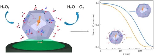 Figure 9. Structure of a self-reporting peroxidase-like FND sensor for H2O2 detection [Citation79]. Copyright © 2022 Nie L, Nusantara AC, Damle VG, et al. Published by American Chemical Society.