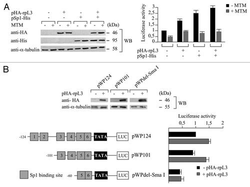 Figure 5. Role of Sp1 in the rpL3-mediated p21 gene transcriptional transactivation. (A) Protein extracts from Calu-6 cells untreated or treated with 200 nM of mythramycin A (MTM) and transiently transfected with pWWP alone, or in the presence of pHA-rpL3 or the plasmid expressing the recombinant Sp1-His (pSp1-His) or pHA-rpL3 and pSp1-His were analyzed by WB assay with antibodies directed against the HA and His tags, 24 h after transfection. Loading in the gel lanes was controlled by detection of α-tubulin protein. The relative luciferase activity, normalized against Renilla Luciferase (pRL) activity, in the same samples was detected. (B) Analysis of p21 promoter regions involved in rpL3-mediated p21 gene transcriptional activation. On the left, schematic representation of the deletion constructs of the p21 gene promoter used in the luciferase transfection assay. Calu-6 cells were transiently transfected with the pWP124, pWP101 or pWPdel-SmaI in presence or absence of pHA-rpL3. Proteins were analyzed by WB assay with antibody directed against the HA tag 24 h after transfection. Loading in the gel lanes was controlled by detection of α-tubulin protein. Analysis of the relative luciferase activity, normalized against Renilla Luciferase (pRL) activity, in the same samples is shown.