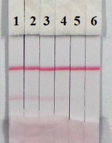 Figure 8. Colloidal gold immunochromatographic for MAP in 0.01 M PBS (pH 7.4). MAP concentration: 1= 0 ng/mL; 2= 0.5 ng/mL; 3 = 1 ng/mL; 4 = 2.5 ng/mL; 5 = 5 ng/mL; and 6 = 10 ng/mL.