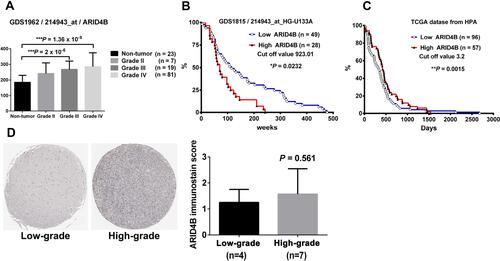 Figure 1 Expression of ARID4B correlates positively with WHO grading of human gliomas and ARID4B staining in human glioma samples from the Human Protein Atlas. (A) Bar graph of ARID4B mRNA levels from the GDS1962_214934 dataset showing a significant correlation between ARID4B mRNA expression and WHO tumor grades for human gliomas ***P < 0.001. (B) Kaplan–Meier survival curves showing significantly poorer survival among glioma patients highly expressing ARID4B (>923.01) (n = 28) than among those expressing lower levels of ARID4B (<923.01) (n = 49) expression levels of ARID4B. *P < 0.05 (Gehan-Breslow-Wilcoxon Test) from GDS1815/214943_s_at contained 100 high-grade gliomas samples (HG-U133A). (C) Kaplan–Meier survival curves showed the survival probability in glioma patients with low ARID4B expression (<3.52) (n = 96) was shorter than high ARID4B expression (>3.52) (n = 57) **P < 0.01 (Log rank test) from TCGA database. (D) Immunohistochemical staining showed ARID4B expression in high-grade gliomas was higher than that in low-grade gliomas. Statistical analysis of ARID4B labeling scores. ARID4B-stained areas were defined as being less than 25%, 25–75%, or more than 75% of the sample areas.