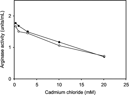 Figure 1 Effect of preincubation on the inhibition of rat liver arginase by cadmium chloride: no preincubation (closed circle) and preincubated 10 min (open circle).