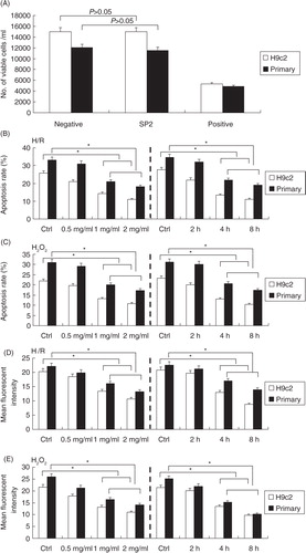 Fig. 2 Effect of SP2 on the H/R- or H2O2-induced injury in vitro. (A) Cell viability upon treatment of SP2 (2 mg/ml) was determined by Trypan blue assay. Positive control, genistein (200 µM) in saline with 0.1% methanol; negative control, saline with 0.1% methanol. (B) and (C) Apoptotic rates were determined by flow cytometry. (D) and (E) ROS generation levels were determined by CM-H2DCFDA dye and flow cytometry. The cells of SP2 groups were pretreated with SP2 in different concentrations for 4 h (0.5 mg/ml, 1 mg/ml, 2 mg/ml) or in various periods of time (2 h, 4 h, 8 h) in the concentration of 1 mg/ml before H/R (hypoxia 2 h and reoxygenation 12 h) or H2O2 challenge (0.5 mmol/L for 12 h). Ctrl: H/R or H2O2-challenged cells. Before the challenges, the control cells were cultured for 4 h in different concentration groups, or for 8 h in different time groups, respectively. The relative values of all results were determined and expressed as mean±SEM of three experiments. *P<0.05.