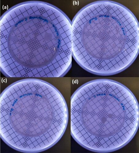 Figure 8. Bacterial colony growth on 4-HBA treated and untreated water samples; (a) untreated, (b) 5 mg, (c) 10 mg and (d) 15 mg 4-HBA treated water samples.