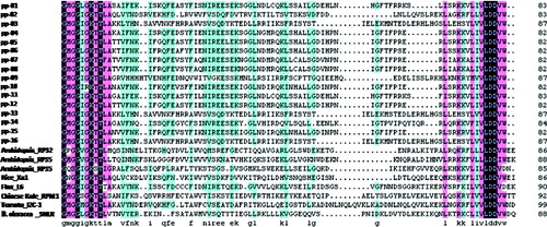 Figure 6. Alignment of amino acid sequences from 16 RGAs of mango, RPS2, RPS5 and PP5 of Arabidopsis, Xa1 of rice, L6 of linen, RPM1 of Chinese Kale and SNLR of sorghum. Identical amino acid sequences are blocked with black.
