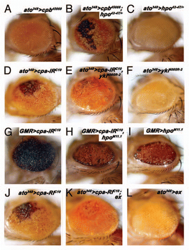 Figure 1 Knocking down Capping Protein triggers retinal degeneration through inhibition of Hippo signaling activity. All panels show adult Drosophila retina. The genotypes of the animals are indicated above the panels. ato348 or GMR refers to ato348-Gal4 or GMR-Gal4 driving expression of the indicated transgenes (UAS-cpb45668, UAS-cpa-IRC10, UAS-yki4005R-2, UAS-hpoM11.1 or UAS-ex) and either wild-type for the hpo gene (A) or heterozygote for the hpo42–47 allele (B and C).