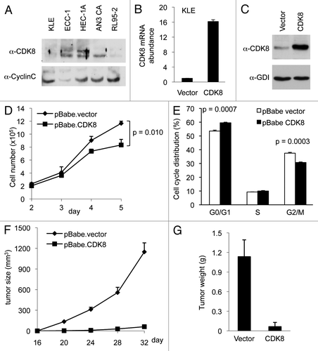 Figure 1. Overexpression of CDK8 abrogates tumorigenesis in KLE cells. KLE cells were stably transduced with retroviral expression vector encoding CDK8 and the empty vector control. (A) The levels of CDK8 and CycC in five endometrial cancer cell lines analyzed by western blots. (B) qRT-PCR analysis of relative mRNA level of CDK8 and (C) western blot analysis of CDK8 protein levels were shown compared with empty vector control after puromycin selection. (D) Growth curve of CDK8 overexpressing KLE cells. Cells (2.0 × 105 per well) were seeded in 6-well plate, and the number of cells per well was shown for 5 d (n = 3). (E) The effects of CDK8 overexpression on cell cycle progression of the KLE cells analyzed by flow cytometry analysis. (F) Tumor growth of CDK8 overexpression or control KLE cells in 6–8-week-old female nude mice (n > 14 separate mice in each group). Cells (2.0 × 105) were implanted in two flanks of each mouse, and the volume of tumors was assessed in indicated days. (G) Tumor weight was measured at the completion of the experiment. The data shown as mean ± SEM from triplicates calculated using two-factor repeated measure analysis of variance followed by Fisher’s last significant different test for multiple comparisons.