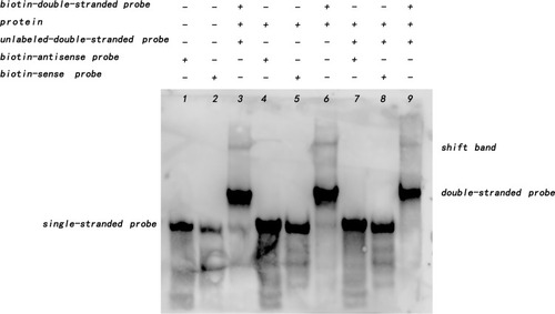 Figure 8 Rv1453 protein interacts with single or double strands of Rv1455.