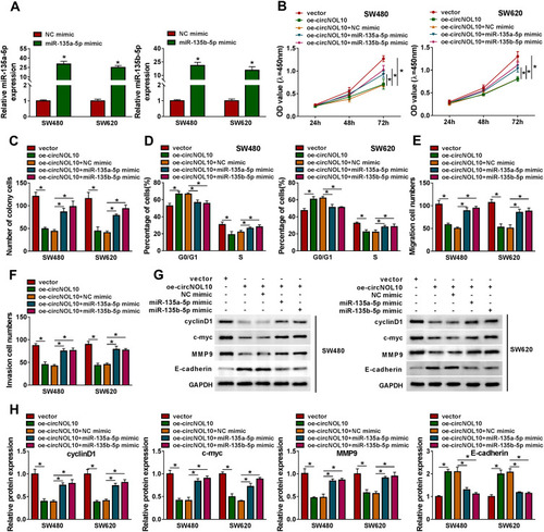 Figure 4 Overexpression of circNOL10-mediated effects on proliferation, cell cycle, migration, and invasion of colorectal cancer cells could be eliminated by upregulation with miR-135a-5p or miR-135b-5p. (A) The relative expression levels of miR-135a-5p and miR-135b-5p were analyzed in SW620 and SW480 cells transfected with NC mimic, miR-135a-5p mimic, or miR-135b-5p mimic. (B–H) SW620 and SW480 cells were transfected with vector, oe-circNOL10, oe-circNOL10+NC mimic, oe-circNOL10+miR-135a-5p mimic, or oe-circNOL10+miR-135b-5p mimic. (B and C) Proliferation capability of SW620 and SW480 cells was examined by CCK8 assay and colony formation assay. (D) The flow cytometry assay was performed for examining the cell cycle of SW620 and SW480 cells after transfection. (E and F) The transwell assay was performed in SW620 and SW480 cells. (G and H) The expression levels of cyclinD1, c-myc, MMP9, and E-cadherin in SW620 and SW480 cells were evaluated by Western blot assay. *P < 0.05.