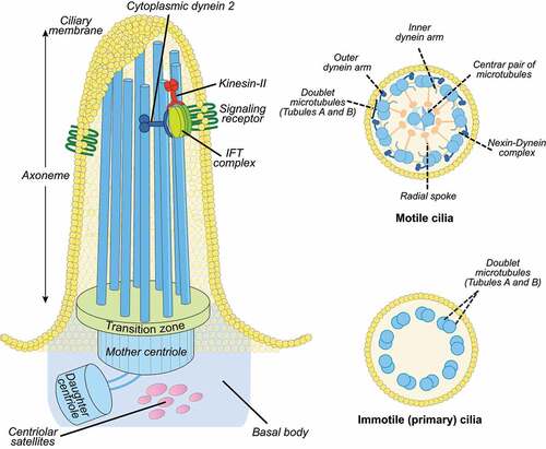 Figure 2. Cilia structure. Left: the ciliary axoneme is composed by nine microtubule doublets of microtubules (blue rods), which nucleate from the basal body (mother centriole). The axoneme protrudes from the cell membrane (ciliary membrane). The movement of IFT particles to the tip of the flagellum is powered by kinesin-II, a microtubule-based molecular motor. The movement of IFT particles back to the base of the flagellum is driven by the cytoplasmic dynein 2, another microtubule-based molecular motor. The mother and daughter centrioles are indicated by the blue cylinders and the transition zone by green at the bottom of the axoneme. The transition zone mediates interactions with the ciliary membrane. Right, top: motile cilia display a central microtubule pair connected with the outer microtubular doublets by radial spokes. The outer microtubules are connected by the nexin-dynein complex. Other structures include the axonemal inner and outer dynein arms. Right, bottom: Immotile primary cilia display nine peripheral microtubular doublets with no central pair and without dynein arms.