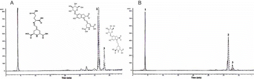 Figure 2  HPLC-UV chromatograms of major compounds in betalain crude extracts from (a) roots and (b) stems at 538 nm and 480 nm. 1: vulgaxanthins I; 2: betanin; 3: isobetanin.