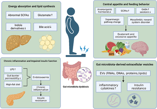 Figure 1 The mechanism of gut microbiota in the pathology of obesity.