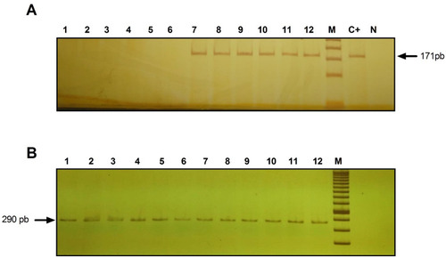 Figure 1 Identification of HAd36 DNA in 6% polyacrylamide gel stained with 0.3% AgNO3. (A) Lanes 1–6, negative samples for HAd36 and lanes 7–12, positive samples for HAd36. The PCR products correspond to an amplified fragment of 171 bp. (B) PCR products for β-actin, amplified fragment of 290 pb. M corresponds to the molecular marker of 50 bp. C+ indicates the positive control and N indicates the negative control.