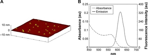 Figure 1 Characteristics of CdTe QDs: (A) AFM image; (B) absorption and emission spectra.Notes: The average size was 3–4 nm in diameter. The maximal emission was observed at approximately 620 nm following excitation at 490 nm.Abbreviations: AFM, atomic force microscopy; QD, quantum dot.