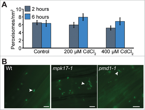 Figure 2. Peroxisomes under cadmium stress A) Mean number of perosixomes per unit area do not increase significantly in wild type under short term cadmium stress. B) mpk17-1 and pmd1-1 respond normally to cadmium by forming peroxules after 6h treatment with 100 µM CdCl2. Peroxules are indicated with white arrowheads. Scale bars = 5 µm.