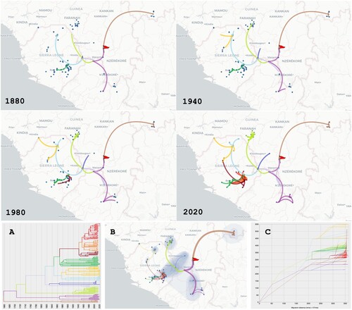 Figure 3. Phylogeographic scenario of LASV spread in Guinea, Liberia, Mali and Sierra Leone based on analysis of the S segment (GP and NP genes, 3186 nt). Upper four panels: Maps showing transition paths of LASV spread from 1880 to 2020, with the transition paths symbolised by curved lines coloured according to their cluster in A. The origin is marked by a red flag. A: Phylogenetic tree with branches in clusters coloured according to the transition paths. B: Map showing the global scenario with 80% of the highest posterior density (coloured blue). Transition paths are of varying thickness, with older paths represented by thick lines and newer paths by thin lines. C: Migration diagram showing distance in km on the x axis and time in years on the y axis. Migration routes are coloured according to the clusters in A.