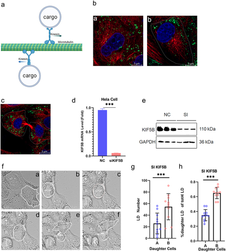 Figure 3. Contact of LDs with MTs is regulated by KIF5B. (a) Diagram of the transport pattern of MTs involved in MT-to-cell subcellular structures by KIF5B. (b) Interference with KIF5B expression leads to reduced LD-MT contact in interphase. a: under normal conditions, LDs and MTs are in full contact. b: after interfering with KIF5B expression, the contact between LDs and MTs was reduced. Blue: nucleus. Green: LDs. Red: MTs. (C-G) Expression of interfering KIF5B leads to unequal distribution of LDs between daughter cells. (c) Immunofluorescence images of LD distribution between daughter cells. (d) Changes in intracellular KIF5B mRNA content after transfection with KIF5B interference fragments. (e) Detection of interfering KIF5B protein expression. (f) Live cell observation of the distribution of LDs between daughter cells when interfering with KIF5B-expressing cell division. a: prophase. b: metaphase. c: metaphase. d: anaphase. e: telophase. f: telophase. (g) Quantitative statistics of the distribution of LDs between daughter cells. (h) Statistics of the percentage distribution of LDs between daughter cells. ***p < 0.01; all values are shown as mean ± SEM.
