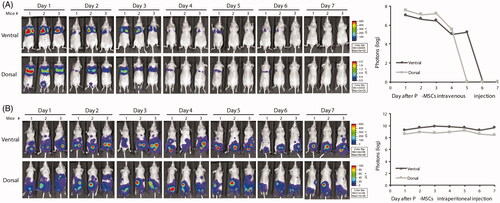 Figure 2. Biodistribution of transplanted P-MSCs in homeostatic animals through different administration methods. Ventral and dorsal views of BLI of healthy, non-tumor-bearing mice receiving luciferase-expressing P-MSCs (GFP-Fluc P-MSC) through (A) IV or (B) IP injection (n = 3). Images were taken daily after P-MSC administration. Signals were adjusted to the same color scale for each image. Quantitative data are presented as means of logarithmic values of the whole-body total photon counts.