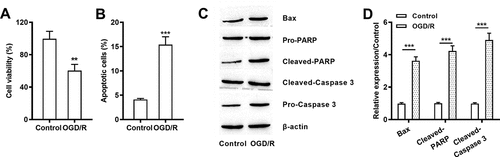 Figure 1. OGD/R stimulation-induced damages in H9c2 cells