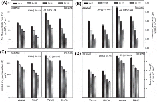 Figure 2. Effect of soil amended cadmium (0, 25, 50 or 100 mg CdCl2 kg−1) induced changes on the (A) net photosynthetic rate, (B) stomatal conductance, (C) internal CO2 and (D) transpiration rate