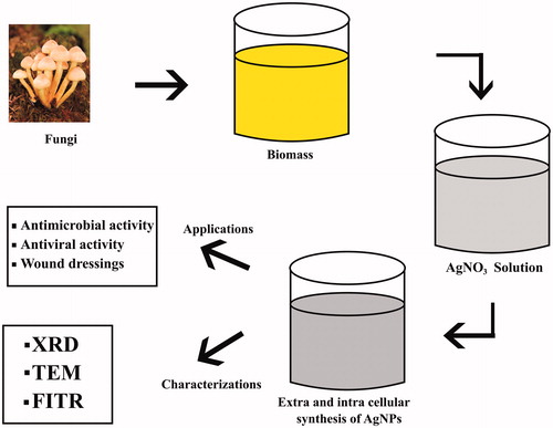 Figure 2. Schematic diagram for synthesis of Ag-NPs by using fungi.