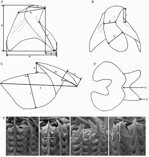 Figure 4 Mastigoteuthid beak and radular tooth measurements. A, Lower beak, profile view: a, baseline; b, beak height; c, rostral tip behind leading edge of wing; d, crest length; e, hood length; f, wing length; B, lower beak, oblique view: g, minimum wing width; h, maximum wing width; i, lower rostral length; C, upper beak, profile view: j, beak length; k, hood height; l, beak width; m, hood length; n, upper rostral length; D, lower beak, ventral view: o, notch in hood; p, free corner; E, radular tooth measurements and types: q, rachidian with narrow, sharp, triangular mesocone and small lateral cusps, base rectangular and weakly bicuspid first lateral; r, rachidian with narrow, sharp, triangular mesocone and sharp lateral cusps, base concave and strongly bicuspid first lateral (i, base width); s, rachidian with broad, blunt, triangular mesocone and broad lateral cusps, base rectangular, bicuspid first lateral (i, mesocone height, ii lateral cusp height); t, rachidian with broad, sharp triangular mesocone and sharp lateral cusps, base concave; strongly bicuspid first lateral (i, first lateral outer cusp height; ii inner cusp height).