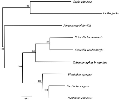 Figure 1. A maximum-likelihood (ML) tree of the Sphenomorphus incognitus in this study and other eight closely related species was constructed based on the dataset of the whole mitochondrial genome by online tool RAxML. The numbers above the branch meant bootstrap value. Bold black branches highlighted the study species and corresponding phylogenetic classification. The analysed species and corresponding NCBI accession number as follows: Gekko chinensis (KP666135), G. gecko (AY282753), Phrynosoma blainvillii (MG387969), Scincella huanrenensis (KU507306), S. vandenburghi (KU646826), Sphenomorphus incognitus (MH329292), Plestiodon egregius (AB016606), P. elegans (KJ643142), P. chinensis (KT279358).
