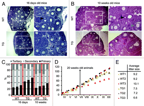 Figure 6. Ovarian histology and fertility of Elavl2-knockdown mice. Hematoxylin and eosin staining of ovarian sections from (A) 16-day- and (B) 10-week-old mice. Black, light gray, and dark gray arrows point on primary, secondary and tertiary (antral) oocytes, respectively. (C) Frequency of primary, secondary and tertiary (antral) oocytes in WT and TG ovaries. (D) Long-term breeding performance. Three pairs of littermates were continuously mated for 9 mo. The y-axis shows the cumulative litter size upon each litter. The x-axis represents calendar months. (E) The average litter size of WT and TG mice during 9 months of breeding.