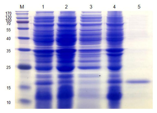 Figure 1 Preparation of AMP-17 recombinant protein. SDS-PAGE analysis of AMP-17 recombinant protein from the E. coli expression (lane 1, expression plasmid pET-AMP17 without IPTG; lane 2, expression plasmid pET-AMP17 with IPTG; lane 3, supernatant after disruption of cells; lane 4, sediment after disruption of cells; lane 5, purified protein; M: protein marker).