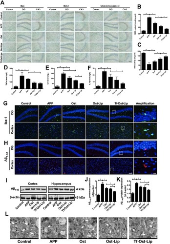 Figure 7 The neuroprotective effect of the varying formulations on APP/PS-1 mice. (A) The expression of Bax, Bcl-2 and Cleaved-caspase-3 detected by immunohistochemistry staining in hippocampus and cortex of APP/PS-1 mice, scale bar=50 μm (n=6). (B)-(C) Effect of the varying formulations on brain oxidative stress. The content of MDA (B) and the activity of SOD (C) in brain tissues detected by Kits. Data are presented as mean±SD (n=6). *P<0.05, **P<0.01. (D)-(F) Effect of the varying formulations on neuroinflammation. The levels of TNF-α (D), IL-6 (E) and IL-1β (F) in brain tissues detected by ELISA. Data are presented as mean±SD (n=6). *P<0.05, **P<0.01. (G) Representative images of microglia (Iba-1) in hippocampus and cortex of APP/PS-1 mice by Immunofluorescence staining, scale bar=50 μm, scale bar=10 μm in the insets (n=6). (H) Representative images of Aβ1–42 plaques in hippocampus and cortex by Immunofluorescence staining, scale bar=50 μm, scale bar=10 μm in the insets (n=6). (I) The representative bands of proteins of Aβ1–42. (J)-(K) Semi-quantitative analysis of Aβ1–42 proteins expression by densitometry in the cortex (J) and hippocampus (K) after treatment with the varying formulations. Data are presented as mean±SD (n=6). *P<0.05, **P<0.01. (L) Electron microscopic images from hippocampal CA1 stratum radiatum regions of Control, APP, Ost, Ost-Lip and Tf-Ost-Lip groups. White arrows indicate normal synapses, scale bar=1 μm (n=6).