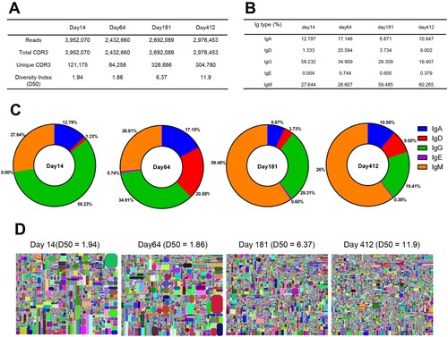 Figure 1. Analysis of the IgH repertoires of a ZIKV-infected patient at 14, 64, 181, and 412 days after symptom onset. (A) The total sequencing reads, total CDR3, unique CDR3, and CDR3 diversity index (D50) of the IgH repertoires. (B) The Ig subtypes were isolated and counted based on the constant sequence. Listed are the percentages of IgA, IgD, IgE, IgM, and IgG. (C) The percentages of each Ig subtypes were presented in a pie chart. (D) The V-J-CDR3 tree-map and CDR3 diversity index (D50) of the IgH repertoires. Each rectangle in the tree-map represents a unique V-J-CDR3 sequence. The size of each rectangle denotes the relative frequency of an individual V-J-CDR3 sequence. The colour of the individual CDRH3 sequence in each tree-map plot was randomly chosen; thus, the colours do not match between plots. The D50 metric value indicates the diversity of the antibody repertoire.