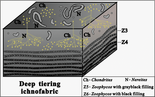 Figure 15. The composition and occurrence characteristics of ichnofossils in the deep tiering ichnofabric.