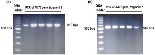 Figure 1. Gel electrophoresis of the PCR products of NAT2 gene. The NAT2 gene sequence was amplified by two PCR reactions represented by the first fragment (A) and second fragment (B).