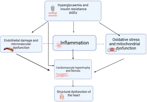 Figure 1. Basic mechanism of diabetes cardiomyopathy. Systemic hyperglycemia, insulin resistance, and deposition of advanced glycation end products (AGEs) caused by diabetes can induce cardiac metabolic changes, promote myocyte inflammation, endothelial cell damage, and mitochondrial dysfunction. These pathways interact with each other, directly or indirectly leading to cardiac hypertrophy, fibrosis, and ischemia, ultimately leading to dysfunction of cardiac relaxation and contraction.